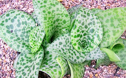 Feuilles vertes de dreamiopsis