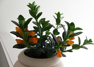 Liten grodd av nematanthus