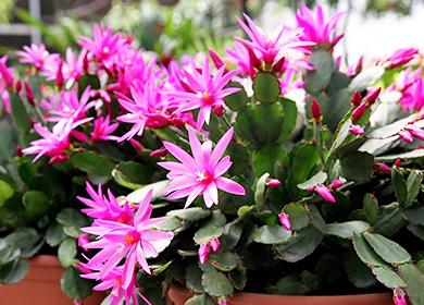 Rosa Ripsolidopsusblommor