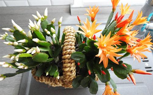 Ripsalidopsus dans un panier