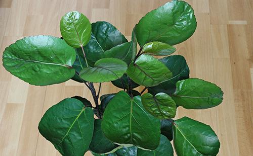 Feuilles de poliscias