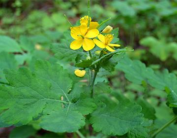 Celandine blomster