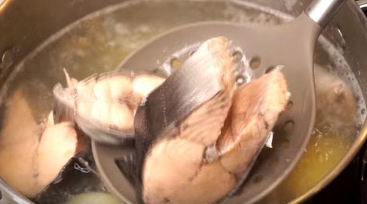 Wir holen den gekochten Fisch aus der Suppe.