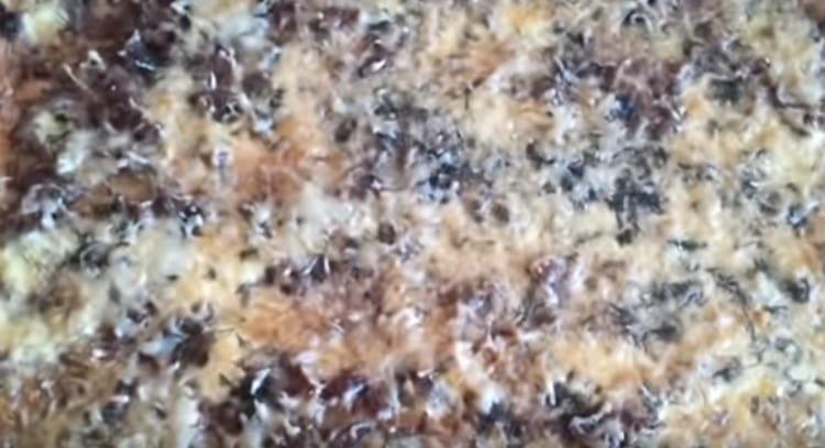 Fırına pizza göndeririz.