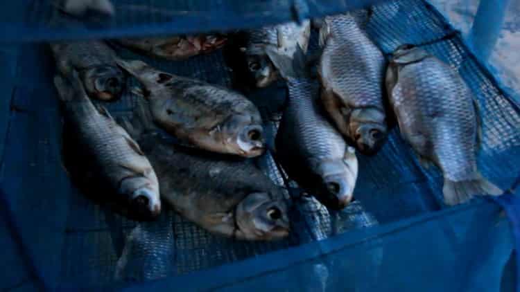 Delicioso pescado seco en casa