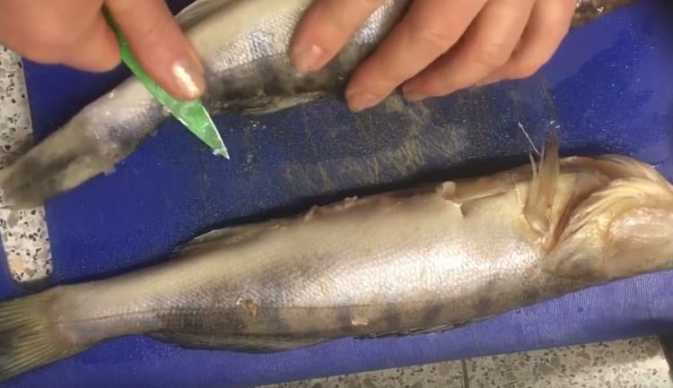 Netegem una perxa de lluita de les escates, la posem en gasa.