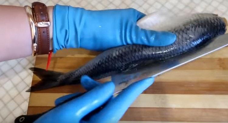 Faça uma incisão na parte de trás do arenque, remova as barbatanas.