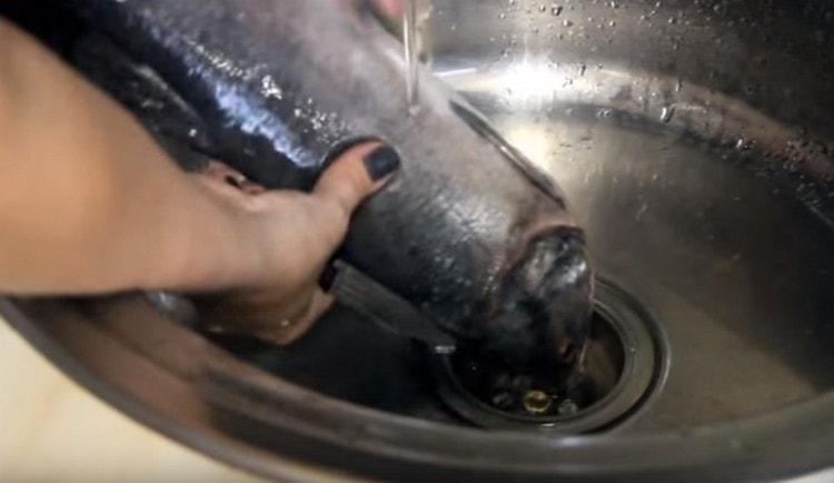 Vi tvättar rosa lax under rinnande vatten.