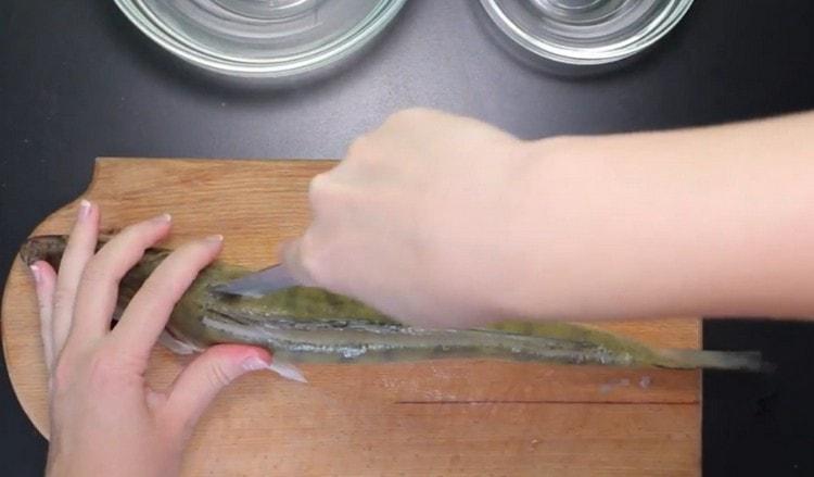 Nous enlevons la nageoire dorsale chez le sandre.