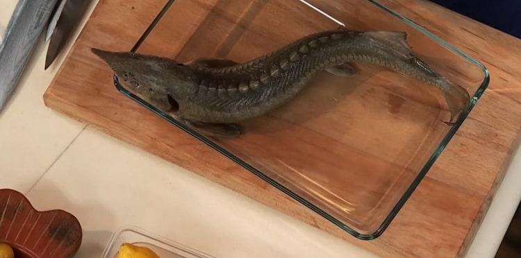 Bereiten Sie den Fisch für die Zubereitung der Sterlet-Fischsuppe vor
