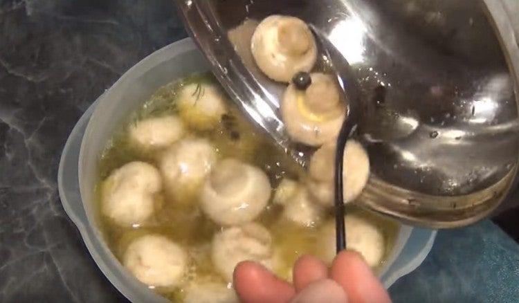 Schimbăm ciupercile cu marinata într-o bibană de stiuc cu rozmarin și usturoi, închidem capacul.