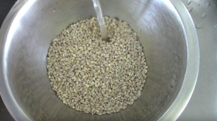 Orge soigneusement lavé.