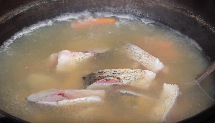 Kulağınıza balık parçaları ekleyin.
