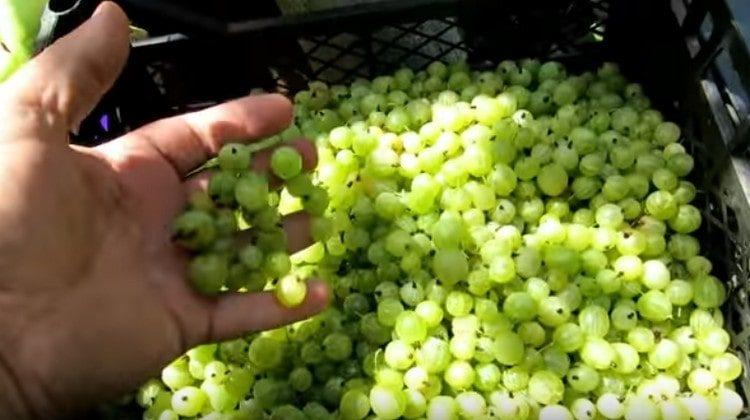 Clătiți coacăzele.