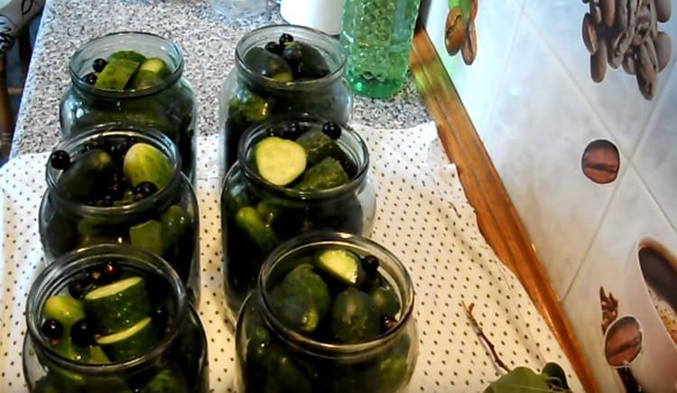 Nous ajoutons plusieurs groseilles à chaque pot.