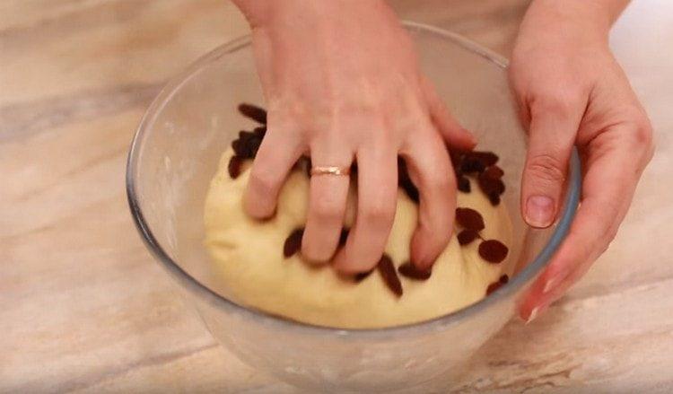 في العجين ارتفع نتدخل الزبيب.